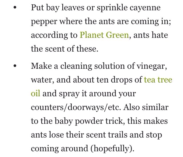 How To Get Rid Of Ants Naturally 🐜🐜🐜