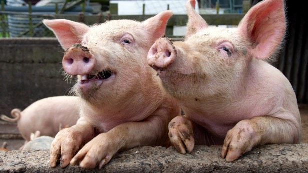 It is physically impossible for pigs to look up into the sky.