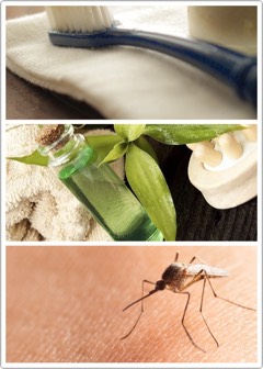 🌿Naturally cures bad breath. (Swish some tea tree oil + water in you mouth.)
🍃Can be used in a homemade toothpaste recipe. 
🌱Has been found as an effective treatment for warts. 
🌿Soothes insect bites.
🍃 Treats ringworm.
🌱Treats psoriasis + other skin conditions.
