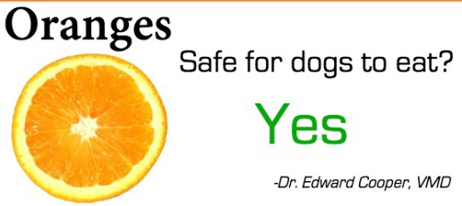 Safely Sharing Fruit With Your Dog