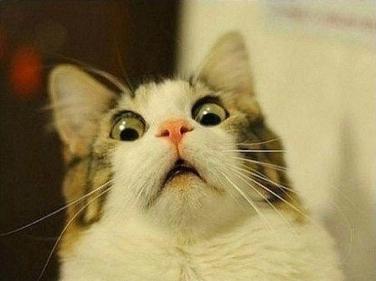 Funny Cat Pics.