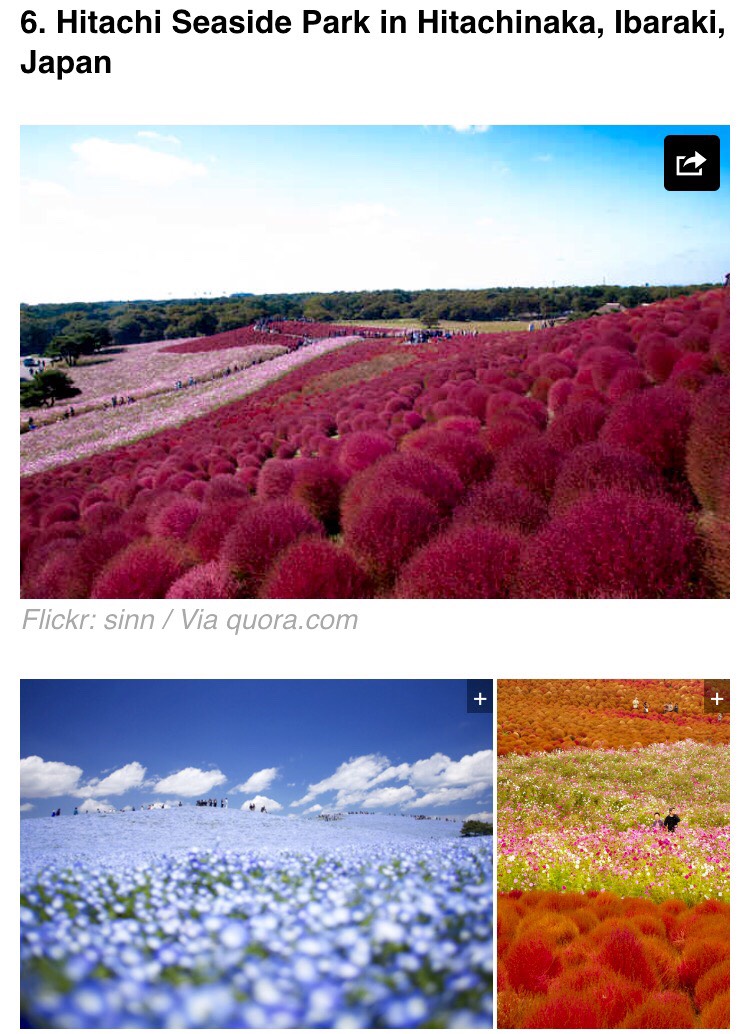 The park is in full bloom during spring and tourists often visit to see 4.5 million "baby blue-eyes" flowers blossom.