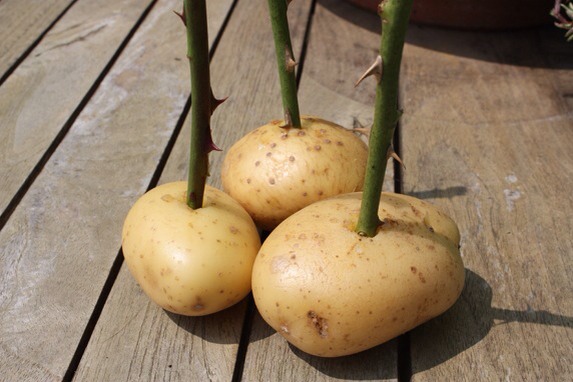 Stick the stems into tho potatoes 