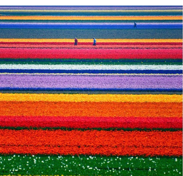Tulip Fields in Netherlands 