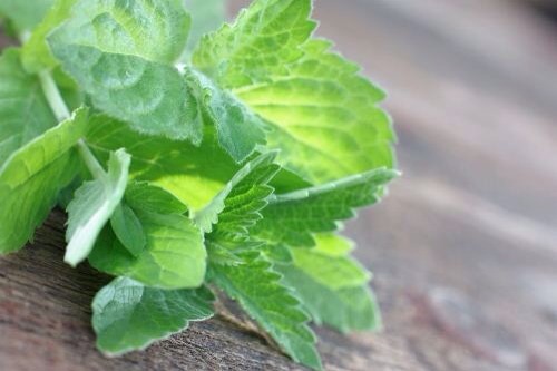 3. Mint
Peppermint and spearmint have a lot of health benefits to the body, and they add an amazing fresh taste to any meal or drink. Mint aids the digestive system and promotes a sense of health and well-being. It’s rich in chlorophyll that combats inflammation and reduces stress.