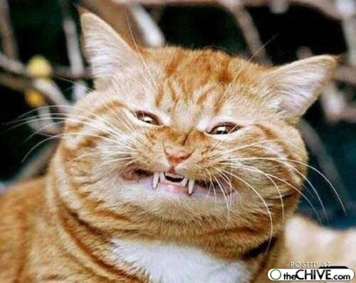 Funny Cat Pictures Part 2