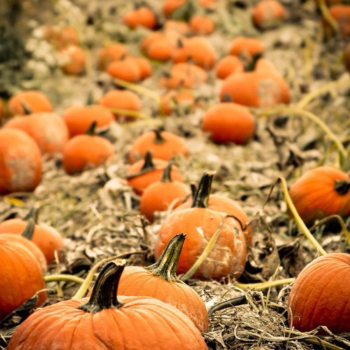 Take a trip to the pumpkin patch! There's something so warm and cozy about a day picking pumpkins, enjoying the cool air and cuddling close on a hayrack ride. And what sounds more like "fall" than a great, big, orange pumpkin?