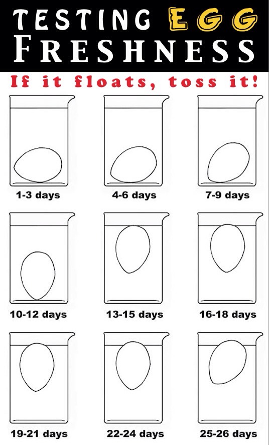 Egg freshness test
