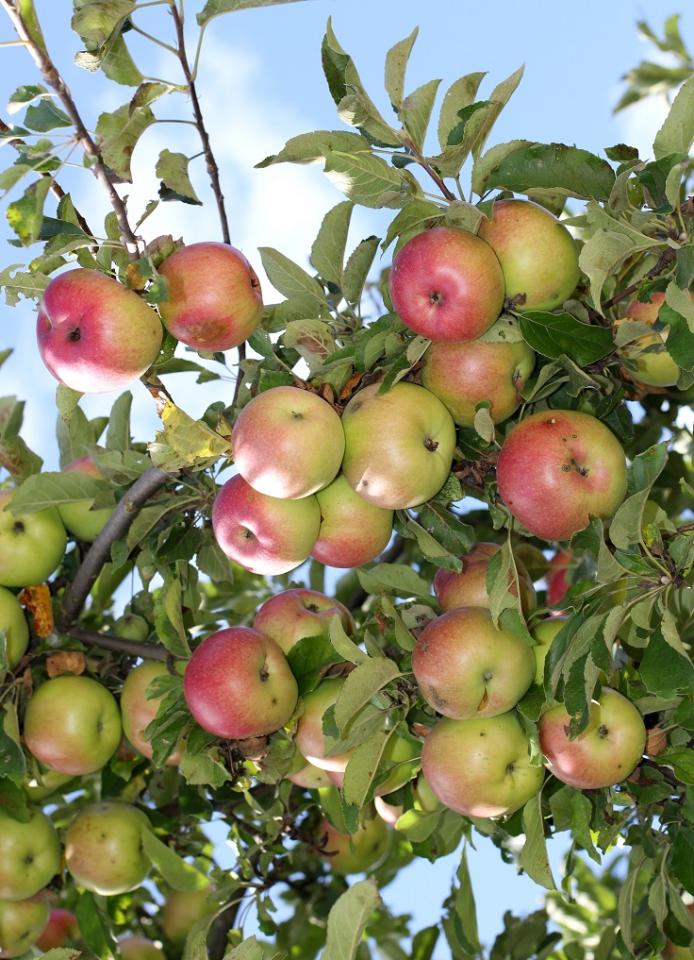 Boost Your Immune System
Thanks to all vitamins ( Vitamin C, B, fiber, and some minerals) that the apple contain, makes our immune system be stronger and fight over flu and allergies.