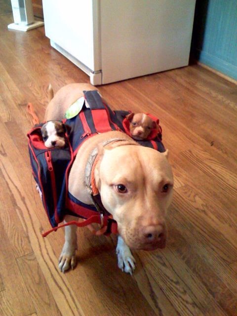 17. Puppy carrier 
Have more than one puppy? Carry them all with the puppy carrier to save you trips!
$21.90