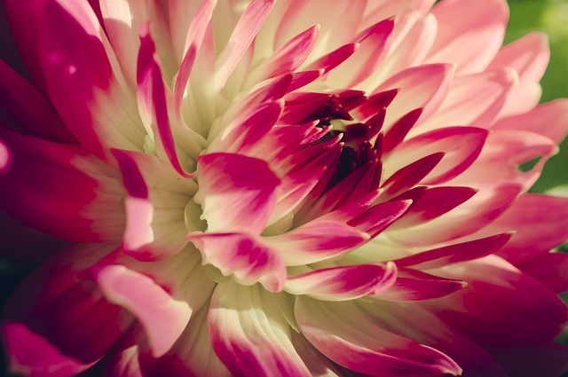 Flowers!