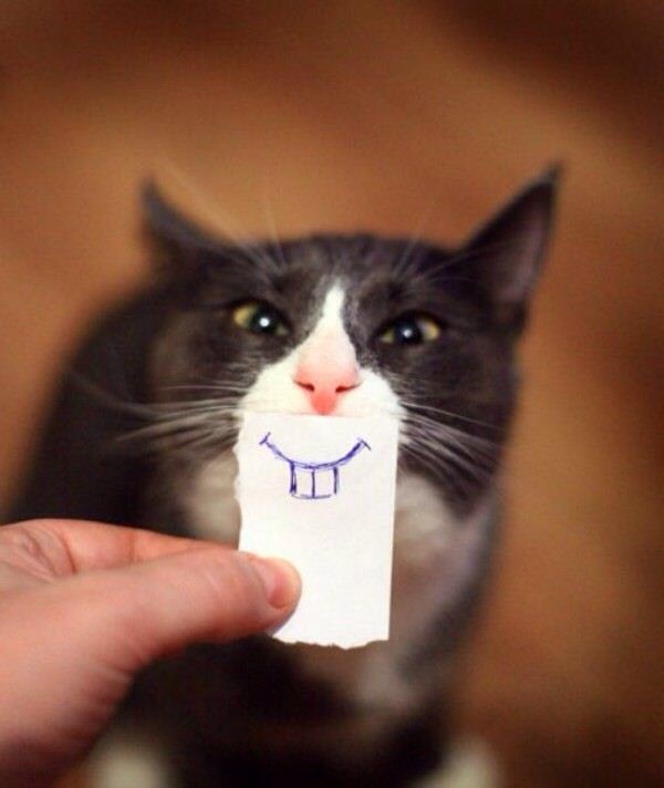 Funny Cat Pics.