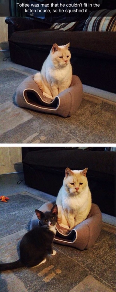 Funny Cat Pictures Part 2
