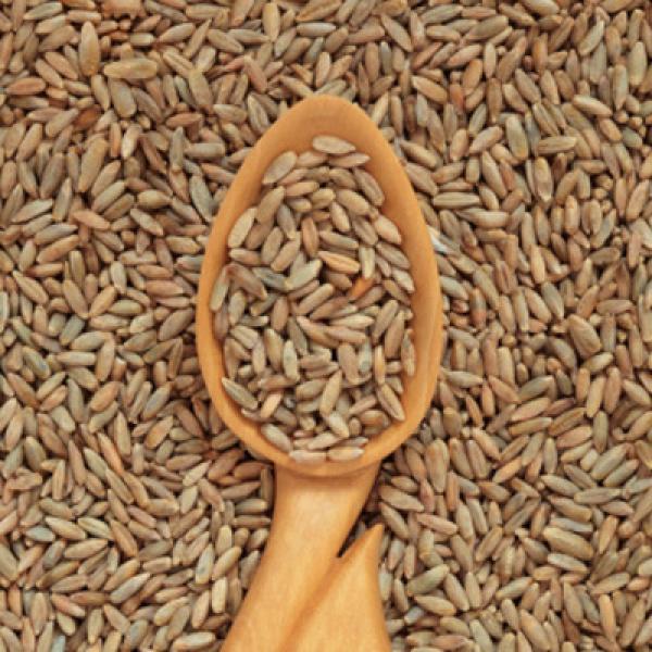 Rye