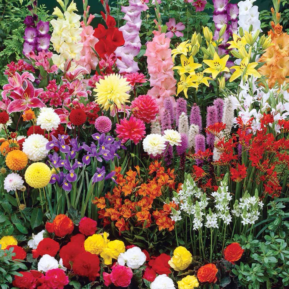 Dust your new flower bulbs with baby powder before you plant them. You just place a few (around five or six) of your bulbs into a Ziploc bag with about three tablespoons of baby powder. Seal the bag and give it a shake or two, or three. This will protect the flowers from rot and rodents/ insects!