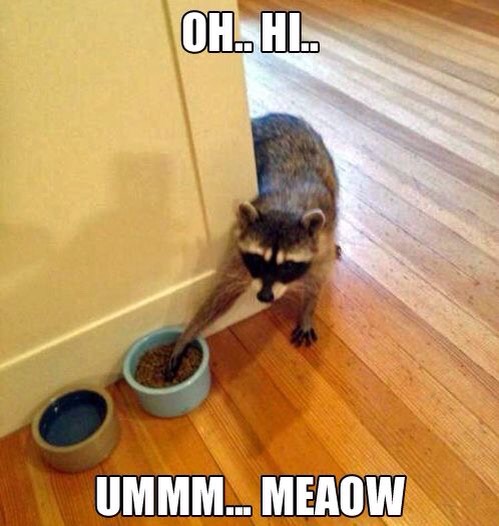 Funny Cat Pictures Part 2