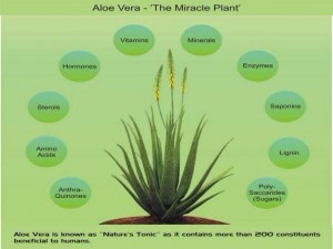 You know why Aloe Vera is called the miracle plant? Find it out here. :)