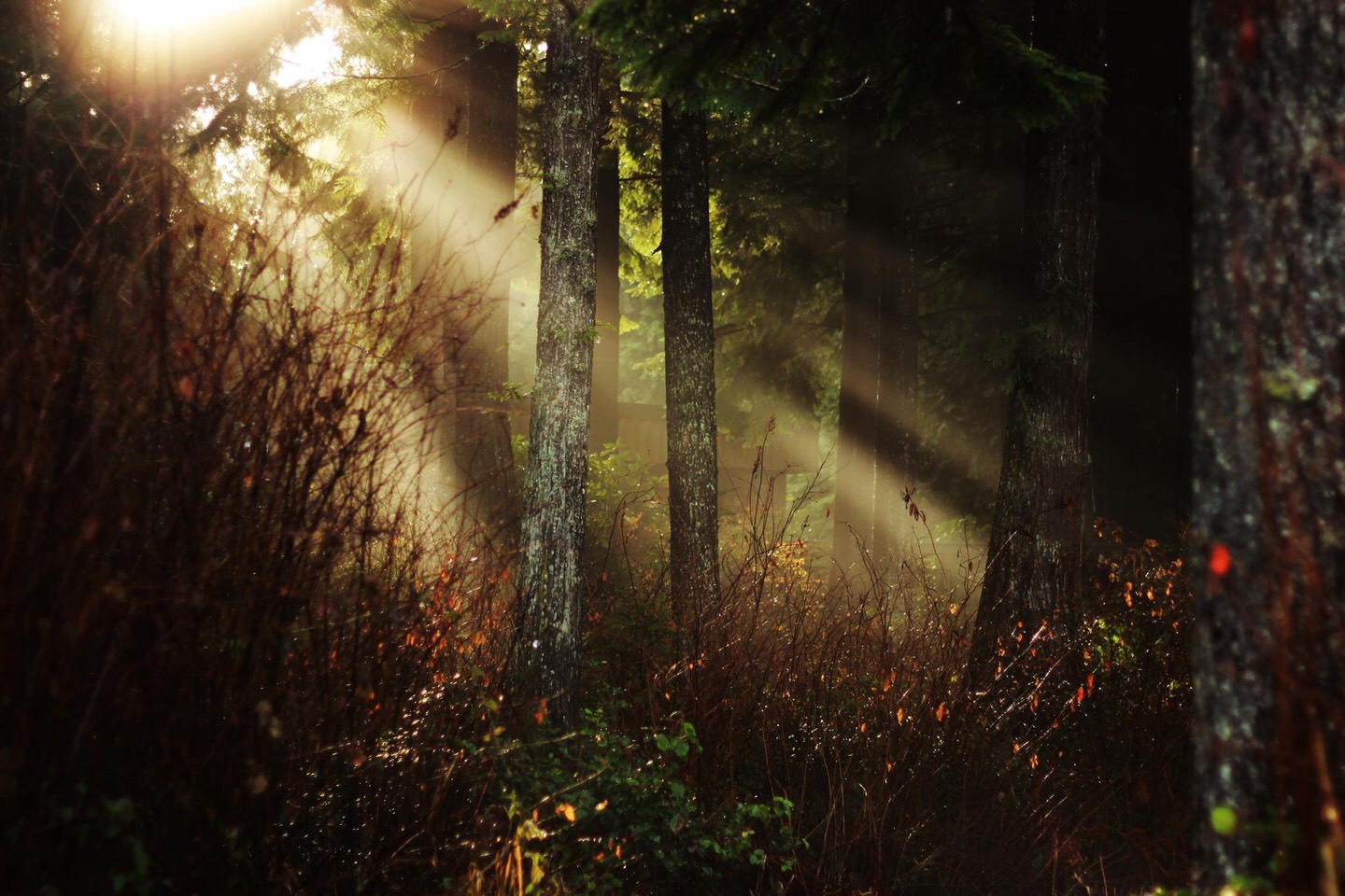 Enjoy! (nature photo belongs to me)