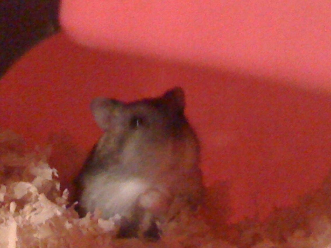 Well I hope you learned a lot lol well have fun with your hammy!