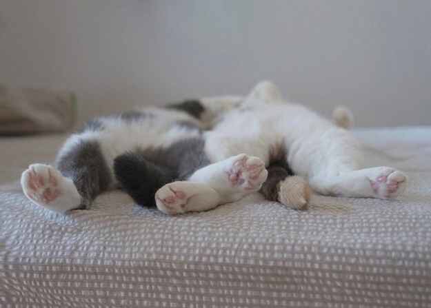 Funny Cat Pictures Part 2