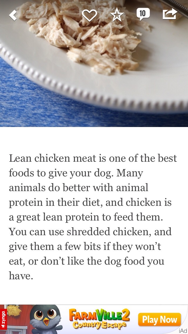 7 Puppy Friendly & Healthy Foods