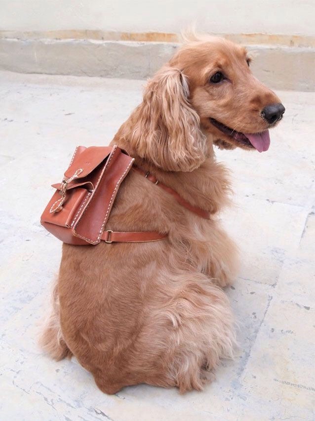 Cool And Insane Inventions Made For Your Dog(s)🐶