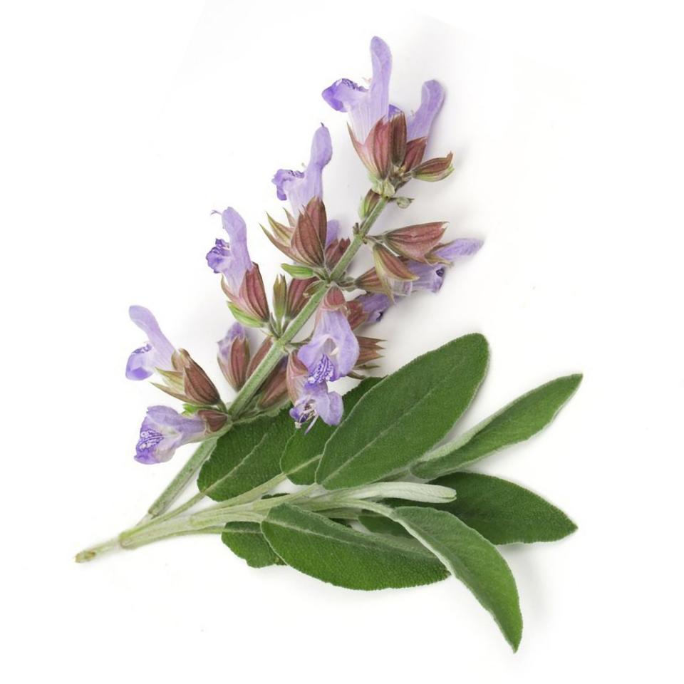 Clary Sage

Can fight the signs of aging and reduces puffiness