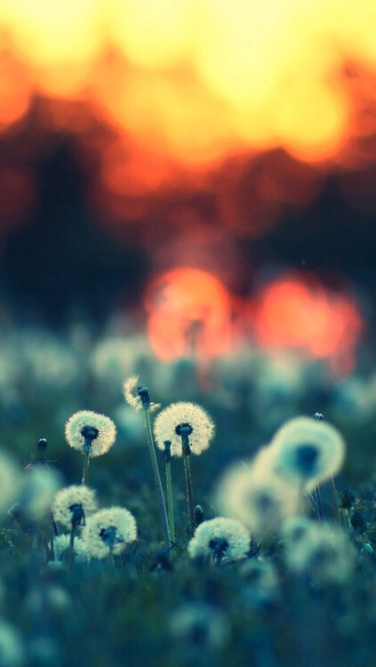 Adorable Phone Wallpapers!