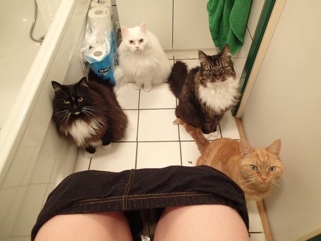 Funny Cat Pictures Part 2