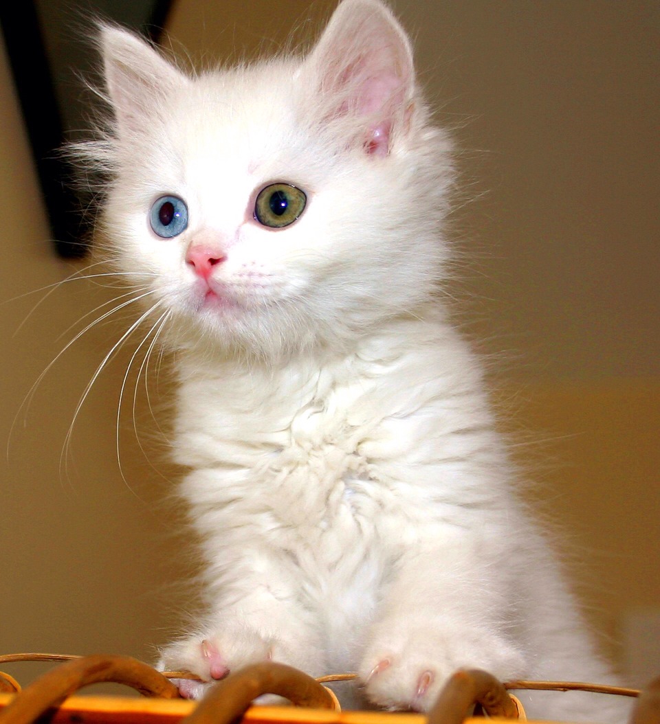 Check with your local shelter to see if they allow people to stop in a few times a month to play with the animals: Help brush the cats and play with them. Your children will get the joy of playing with new animals and the animals benefit by time outside of their cages and love of humans :) 
