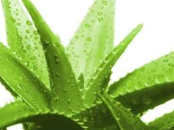 9. Aloe Vera
Slathering on Aloe Vera gel will provide a cool, refreshing blast of relief to sun burnt skin. Pure Aloe Vera right from the plant leaf will also encourage the healing process.

