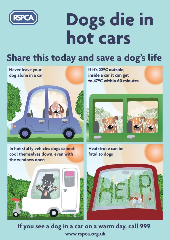 Don't Ever Leave A Pet In A Hot Car