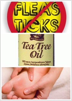🍃Helps to prevent lice naturally; just add a few drops to your shampoo.
🌱A few drops in your pets’ crates or beds keep the fleas away.
🌿Removes ticks; just add to skin, + it will usually unlatch.
🍃Cures toenail fungus + Athlete’s foot.
🌱Helps remove skin tags. 

