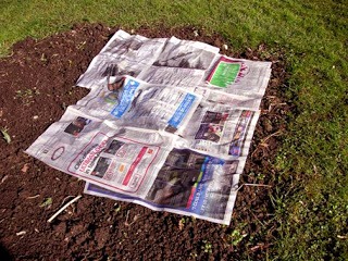 Newspaper weeds away: Plant your plants in the ground, work the nutrients in your soil. Then wet newspapers, put layers around the plants overlapping as you go, cover with mulch, and forget about weeds. Weeds will get through some gardening plastic they will not get through wet newspapers.
