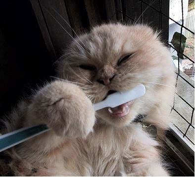 Funny Cat Pictures Part 2