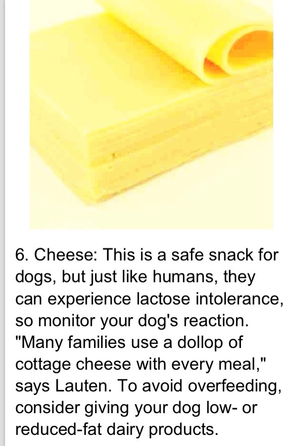 Dog Safe Foods 