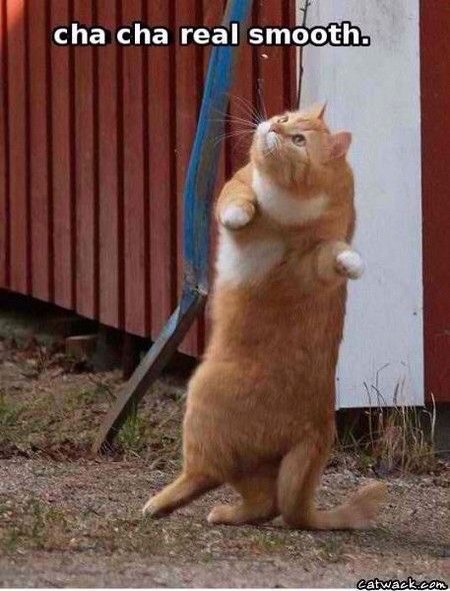Funny Cat Pictures Part 2