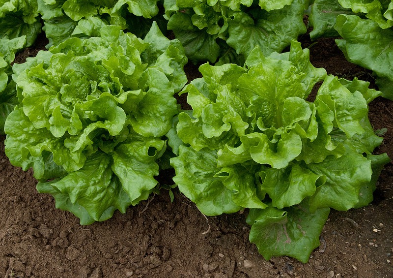 Lettuce!
