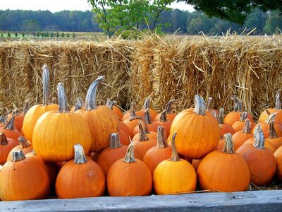 Going to a pumpkin patch.