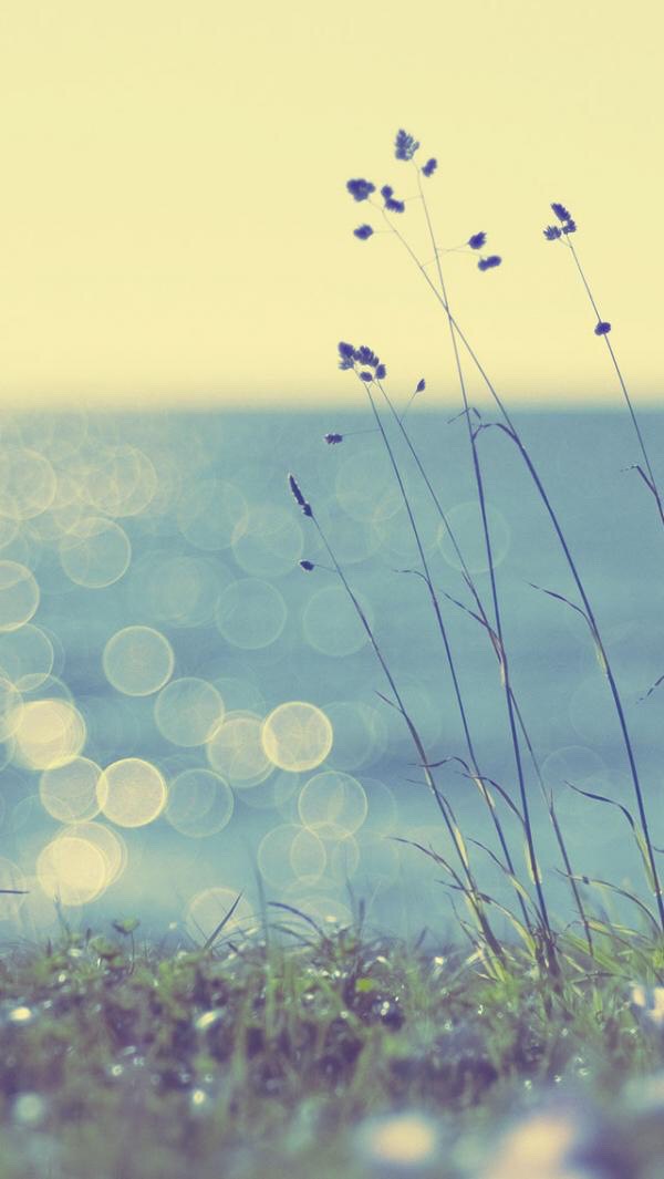 Adorable Phone Wallpapers!