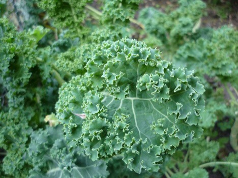 Raw kale is high in oxalic acid which can lead to muscle weakness, kidney stones, gout and low thyroid function. Lightly steaming first destroys oxalic acid.