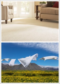 🍃Freshen laundry: Add a few drops in your washing machine to scent your clothes. Also, if you forgot to put the clothes in the dryer, run again with tea tree oil to remove mildew. You can also scent wool dryer balls with tea tree oil.
🌱Helps freshen carpet.

