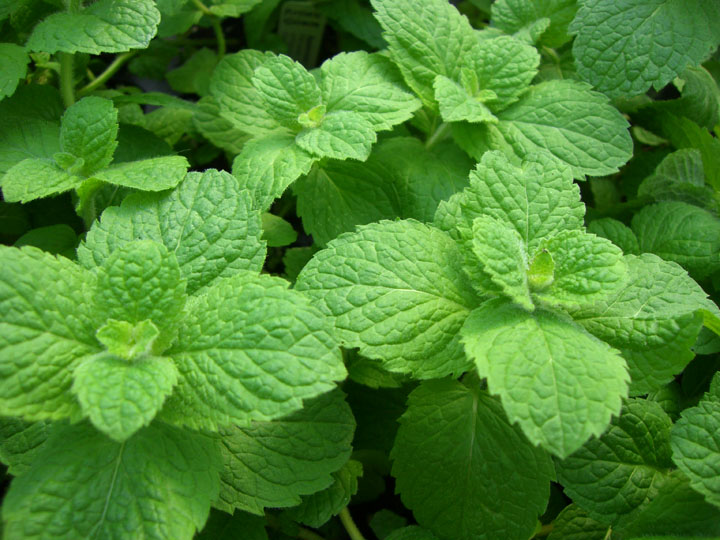 A mint infusion is great to drink before going to bed because of its relaxing amd digestive effects, and is a lovey alternative to chamomile tea.