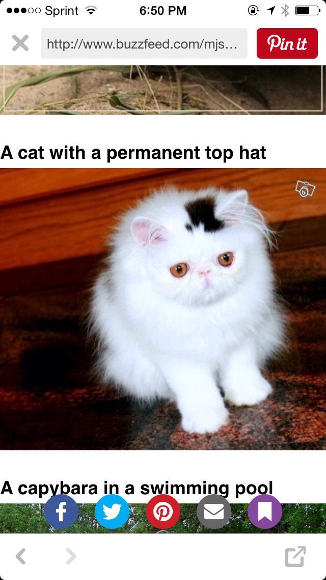 Funny Cat Pictures Part 2