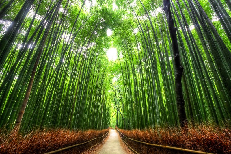 Bamboo Forest, Japan