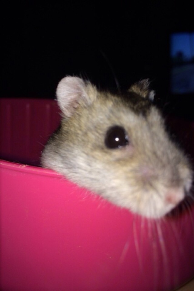 Play with her!!!!! Hamsters are really fun, playful animals! I would recommend at least 30 min. To a hour of play time. I usually let her walk around the floor (i made a really big play pen for her to walk around in) or I let her run around in her ball.