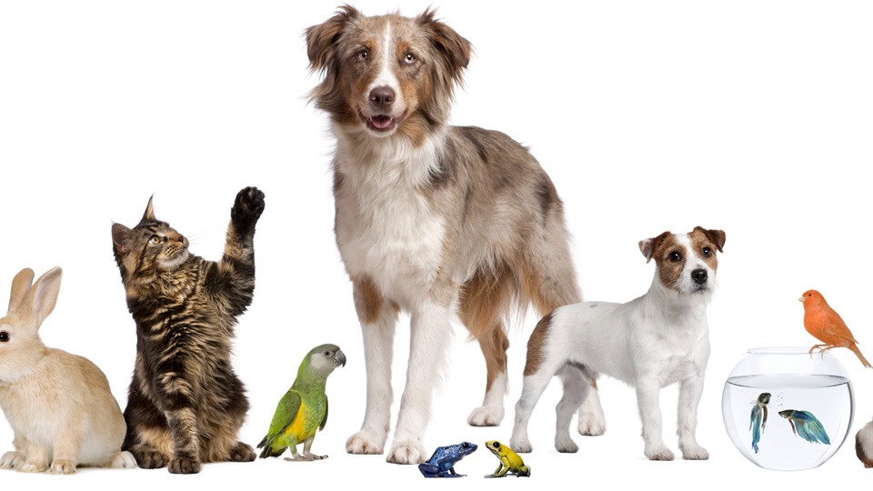 🐶• two most effective treatments for depression are exercise & spending time with your pets - 