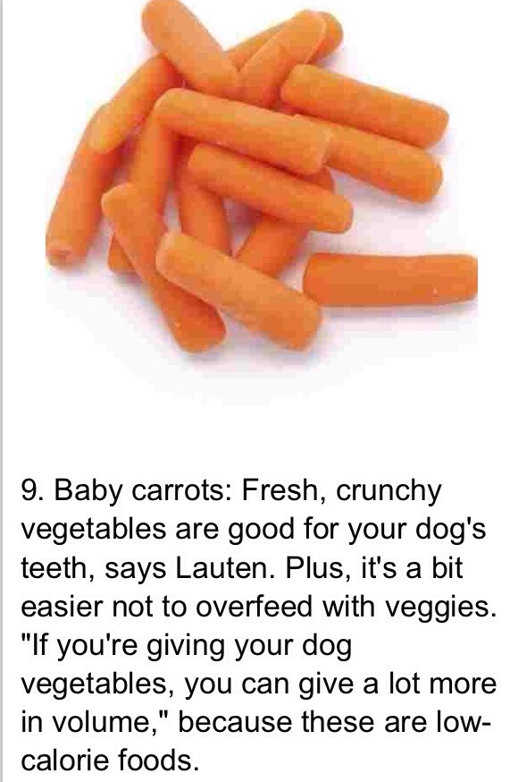 Dog Safe Foods 