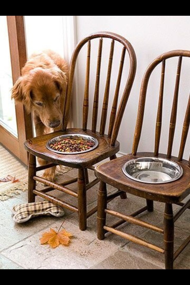 Tips For Dog Owners