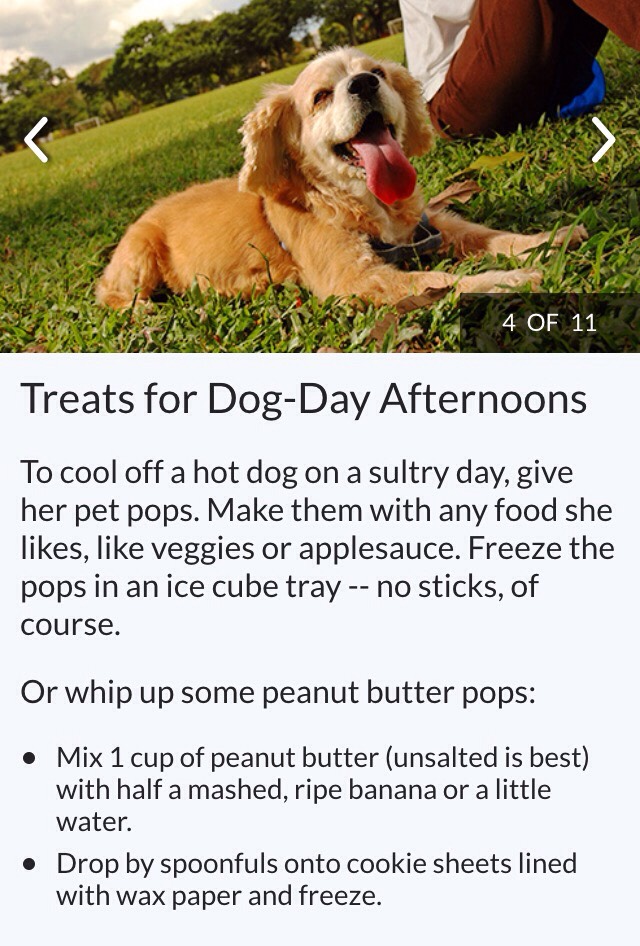 Dog Safe Foods 